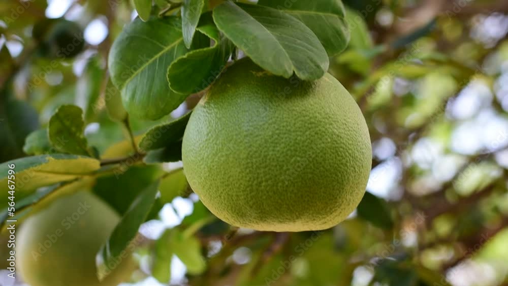 Grapefruit fruit in the green garden Citrus maxima Grapefruit fruit in the green garden Citrus maxima