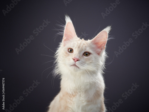 Maine Coon Kitten on a gray background. cat portrait in photo studio