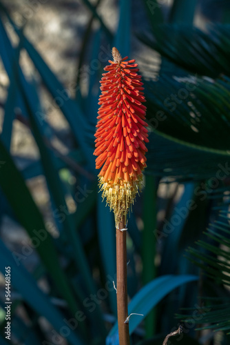 Closeup view of bright orange and yellow flower of kniphofia linearifolia aka tritoma or torch lily in garden outdoors photo