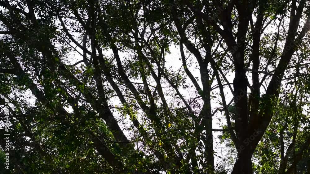 Dark shadows, trees, forest, nature, sun rays Dark shadows, trees, forest, nature, sun rays