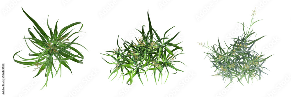 Obraz premium wild field grass, top view, isolated on white background, 3D illustration, cg render