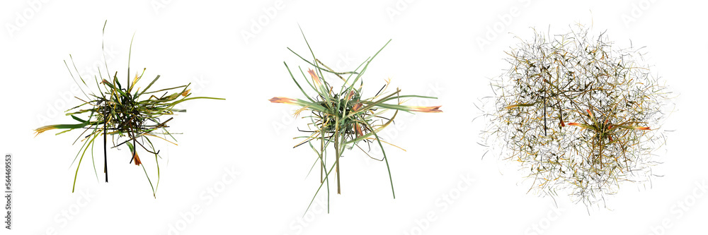 Naklejka premium wild field grass, top view, isolated on white background, 3D illustration, cg render