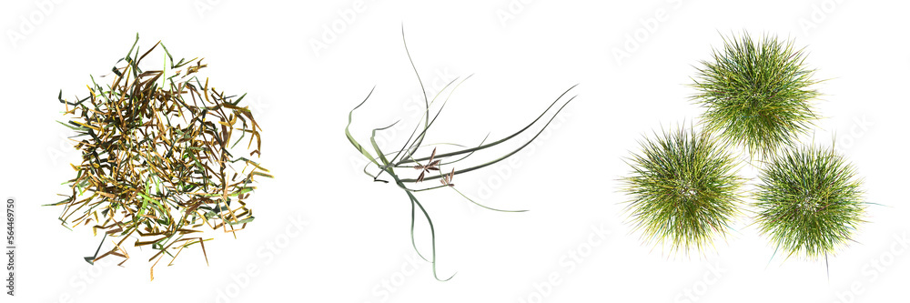 wild field grass, top view, isolated on white background, 3D illustration, cg render wild field grass, top view, isolated on white background, 3D illustration, cg render