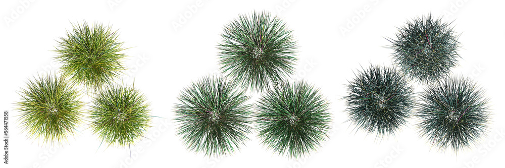 wild field grass, top view, isolated on a transparent background, 3D illustration, cg render wild field grass, top view, isolated on a transparent background, 3D illustration, cg render