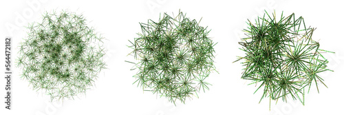 wild field grass, top view, isolated on a transparent background, 3D illustration, cg render