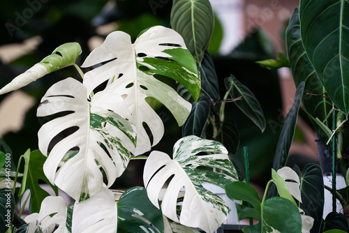 Foto Monstera Albo variegated plant close up in the garden.