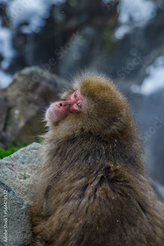 Travel Asia. Red-cheeked monkey. Monkey in a natural onsen hot spring , located in Snow Monkey. Hakodate Nagano, Japan. © Sasha