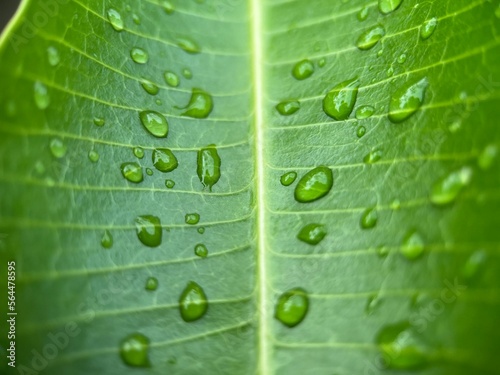 Selective focus view of beautiful water droplet on a green leaf with blurred background. Macro photography.