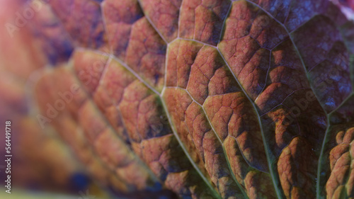 太陽の光に透けた植物の葉っぱのマクロ写真