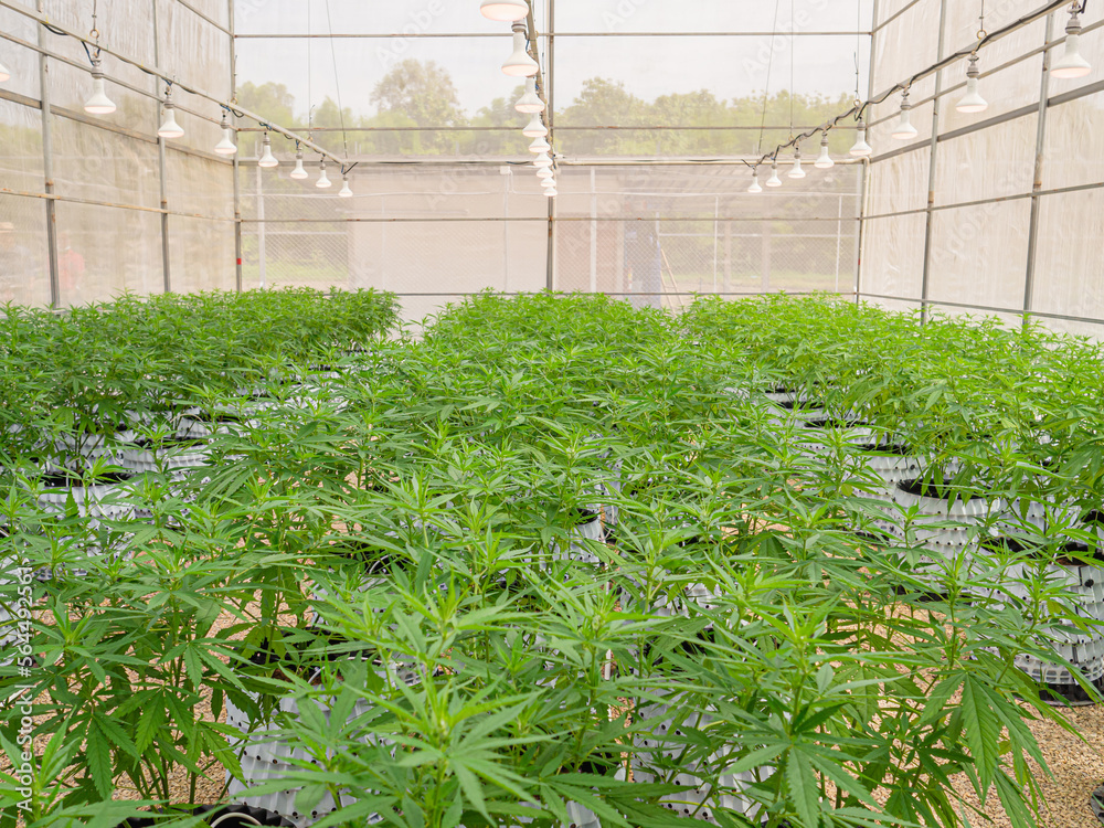 Marijuana commercial growing operation in the greenhouse