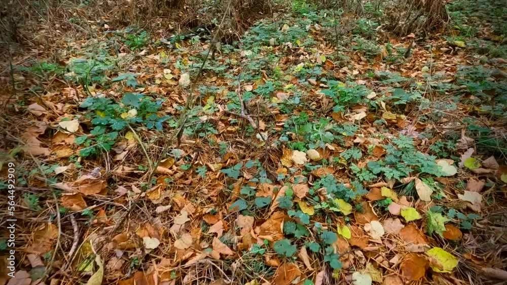 Yellow leaves lie on the green grass in the forest.