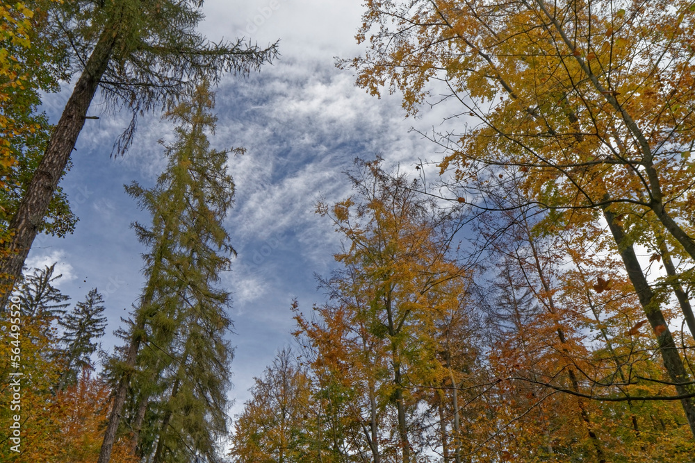 Autumn - colorful leaves on the trees in the forest