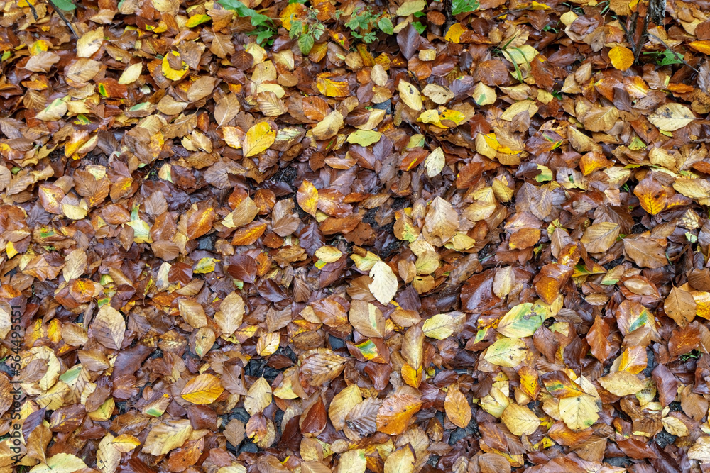 Colorful leaves fallen from the tree Colorful leaves fallen from the tree