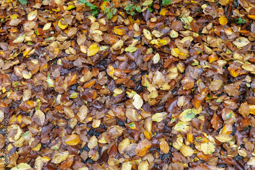 Colorful leaves fallen from the tree