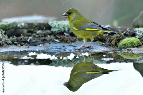 verderón europeo o verderón común bebiendo en el estanque (Chloris chloris)​ Málaga Andalucía España 