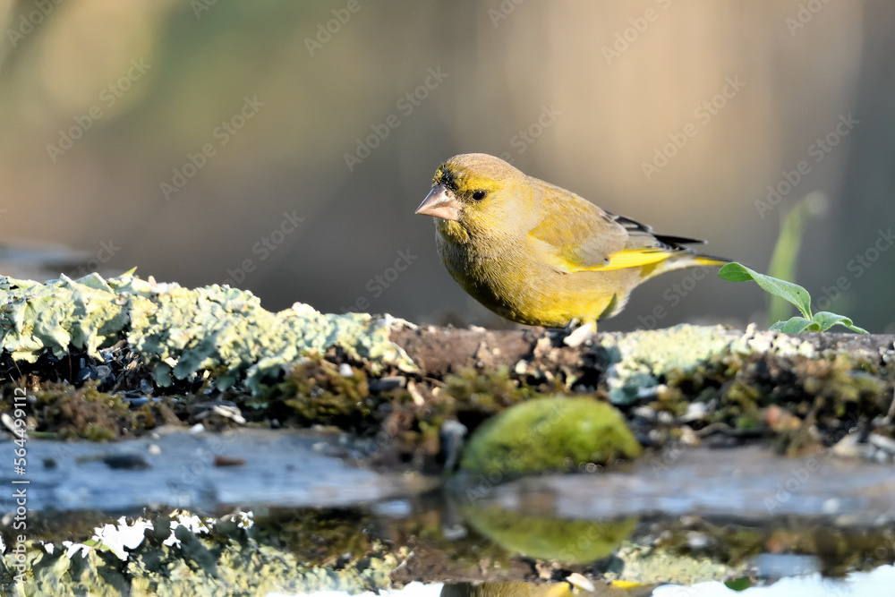verderón europeo o verderón común (Chloris chloris) Málaga Andalucía España verderón europeo o verderón común (Chloris chloris) Málaga Andalucía España