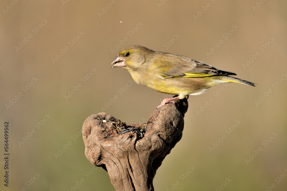 Obraz premium verderón europeo o verderón común hembra posada en un tronco seco y comiendo semillas (Chloris chloris) Málaga Andalucía España 