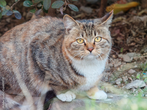 Close up of striped gray tabby cat with yellow eyes in sunny day  homeless fluffy cat stay outside in cold winter day.