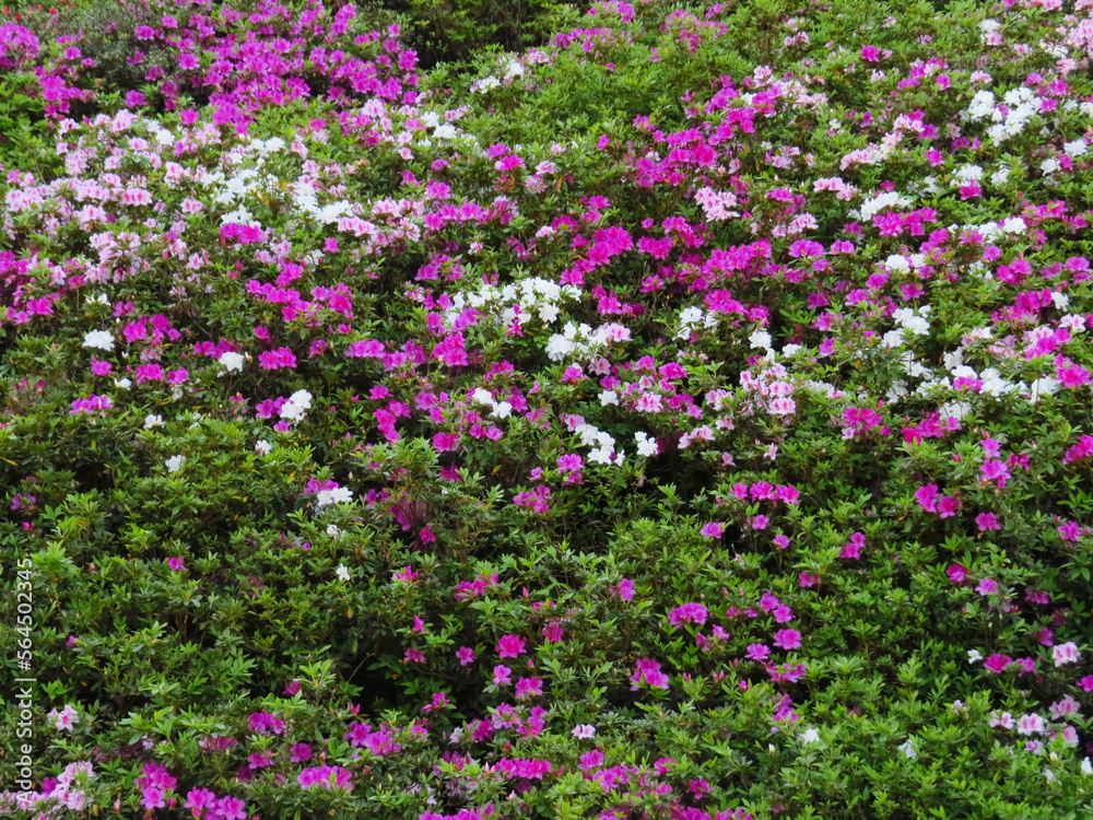 a blooming pink rhododendron flowers in a garden in spring