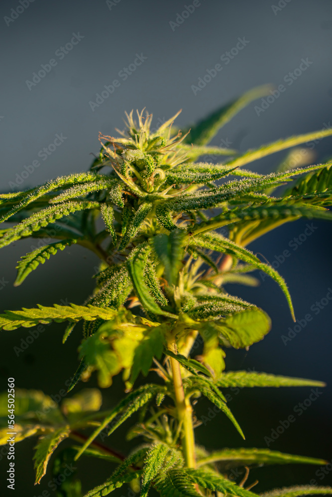 Obraz premium Flower bud of cannabis Satival in the greenhouse, marijuana flower bud background, herbal medicine