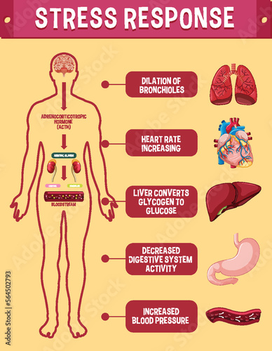 Stress response system scheme