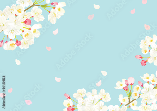 桜　背景イラスト © perori