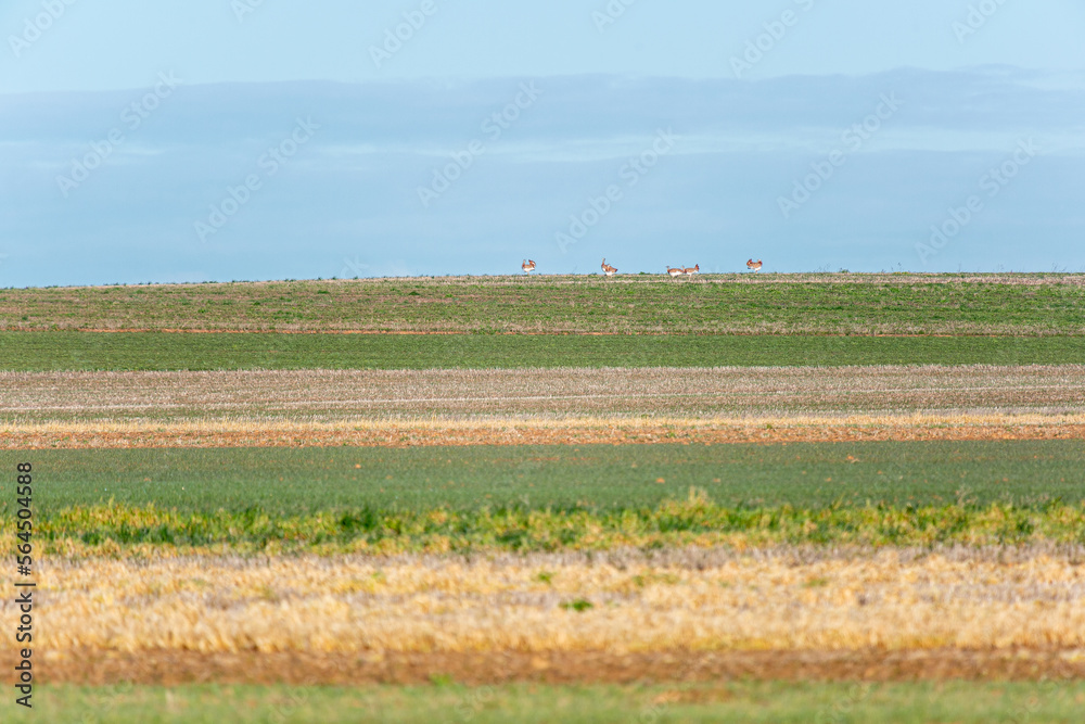Otis tarda. Group of bustards in the cereal fields of the Los Oteros region, León, Spain. Otis tarda. Group of bustards in the cereal fields of the Los Oteros region, León, Spain.