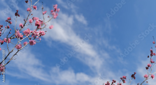梅の花と青空の三月ひな祭りのイメージ背景