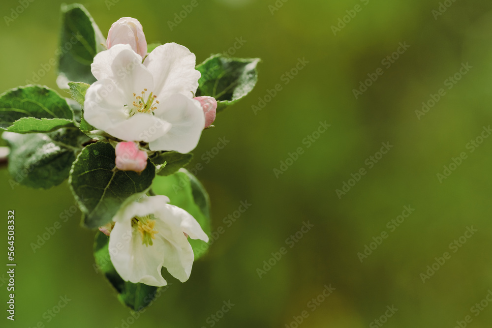 Apple blossoms in spring. Nature comes to life. The bee collects pollen from the flowers of the tree. Blooming time in spring. Change of weather and seasons. Apple garden alley with flowers Apple blossoms in spring. Nature comes to life. The bee collects pollen from the flowers of the tree. Blooming time in spring. Change of weather and seasons. Apple garden alley with flowers
