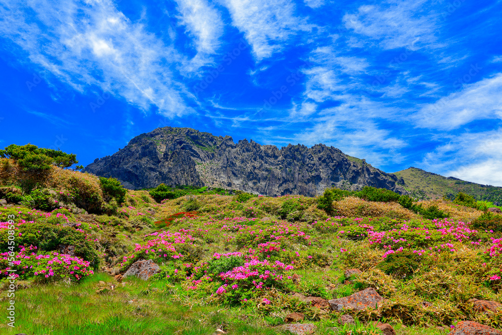 Obraz premium 대한민국 제주도에 있는 한라산에 철쭉 꽃이 활짝 핀 아름다운 봄 풍경이다.