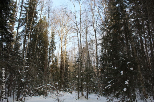 Mixed forests of northeastern Europe in winter