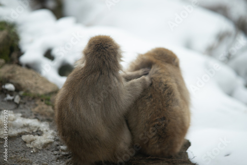mother and baby macaque © Bruce