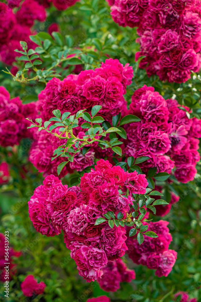 nice roses in the summer garden