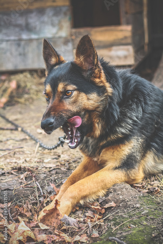 Close up german shepherd dog licking teeth concept photo. Keeping pet outside. Side view photography with blurred background. High quality picture for wallpaper, travel blog, magazine, article