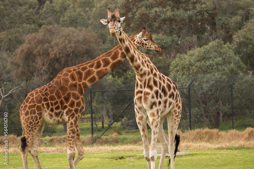 Giraffes on savannah 