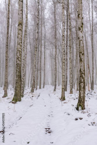 Birkenwald im Winter