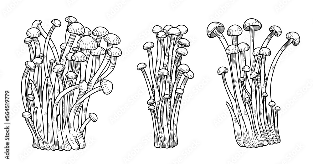 Enoki mushrooms Vector illustration hand drawn, family of edible mushrooms, Asian traditional cuisine, healthy organic food, vegetarian food, fresh mushrooms isolated on white background