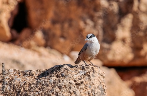 Birds named Eastern Rock Nuthatch (Sitta tephronota) chose Zerzevan Fortress, known as the last garrison command of the Romans in the South, as their habitat.