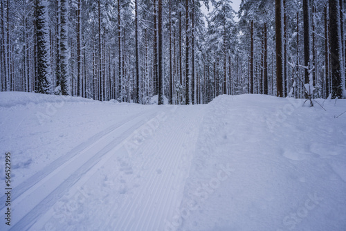 Cross country skiing tracks through snowy forest. Salpausselkä, Lahti, Finland