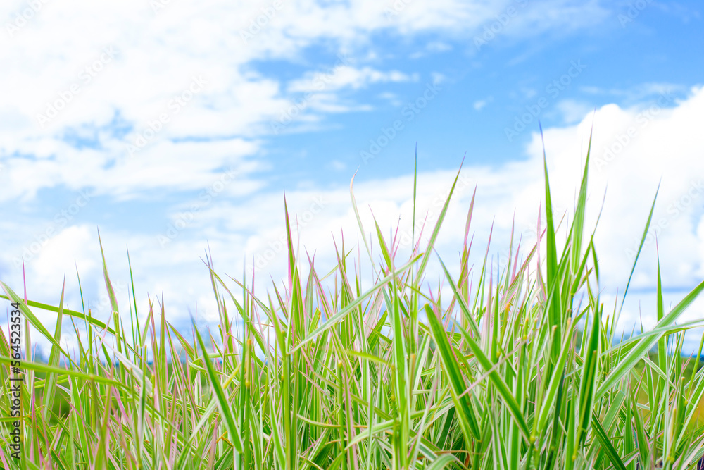 Green grass close-up and blue sky with clouds
