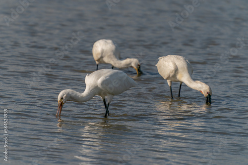 Three Eurasian Spoonbill or common spoonbill (Platalea leucorodia) in the lagoon, hunting for fish. Gelderland in the Netherlands. 