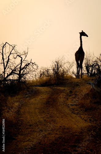 Giraffe and sunset