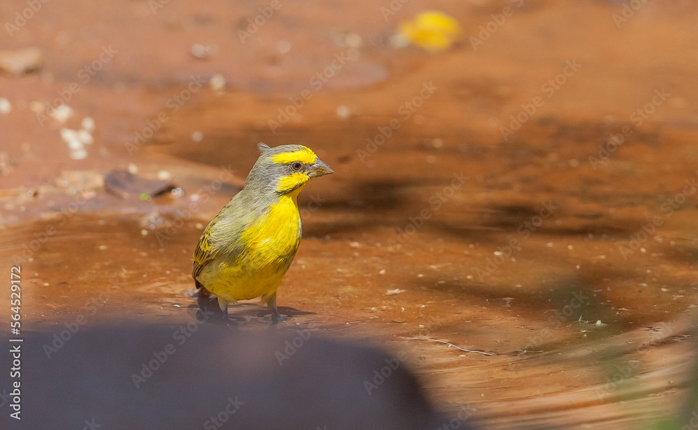 Yellow fronted canary (Crithagra mozambica) is a song bird and live in Africa. Yellow fronted canary (Crithagra mozambica) is a song bird and live in Africa.