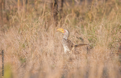 Yellow-billed hornbill (Tockus leucomelas), an African hornbill species belonging to the hornworm species.