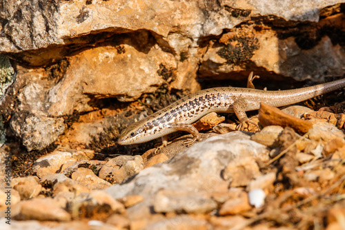 Anatolia lizard (Apathya cappadosica) Iran, Iraq, Syria, and is a lizard species endemic to Turkey.
