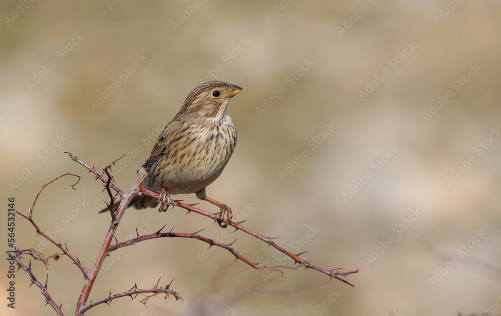 Corn Bunting (Emberiza calandra) is a songbird. It is common in Turkey. Corn Bunting (Emberiza calandra) is a songbird. It is common in Turkey.