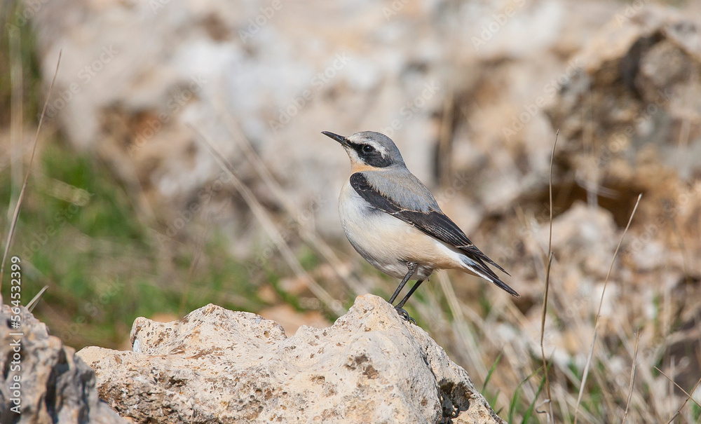 Northern Wheatear (Oenanthe oenanthe ) is a common songbird in Asia, Europe, America and Africa. It lives in open and stony areas. Northern Wheatear (Oenanthe oenanthe ) is a common songbird in Asia, Europe, America and Africa. It lives in open and stony areas.