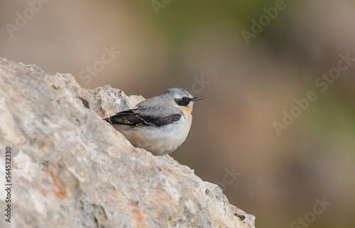 Northern Wheatear (Oenanthe oenanthe ) is a common songbird in Asia, Europe, America and Africa. It lives in open and stony areas.