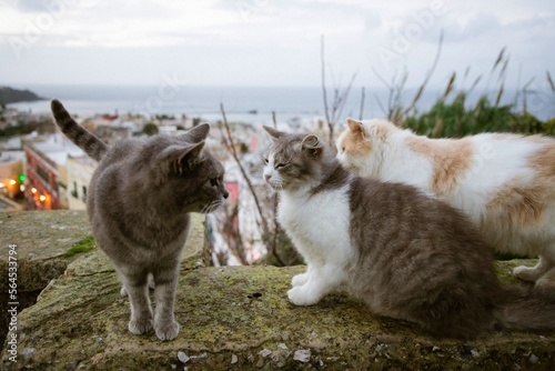 Photography Cats of Procida Island, Italy.