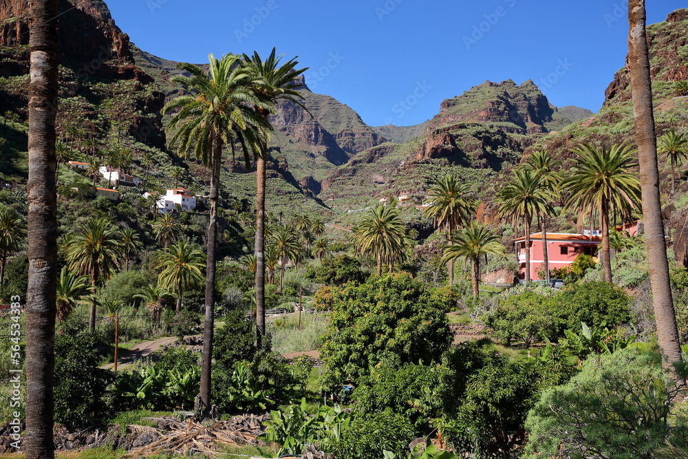 Mountainous and green landscape with terraced fields and palm trees near Pastrana, La Gomera, Canary Islands, Spain. Pastrana is a remote village located in a valley above Playa de Santiago